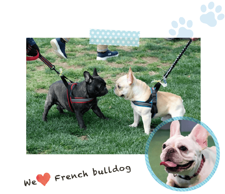 we love french bulldog イングリッシュブルドッグとフレンチブルドッグ